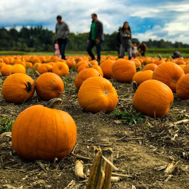 Local Pumpkin Patches to Visit in Montco this Fall
