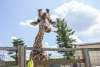 Elmwood Park Zoo