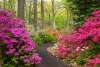 Jenkins Arboretum