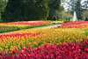 Tulips at Longwood