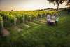 Vala Vineyard Winery