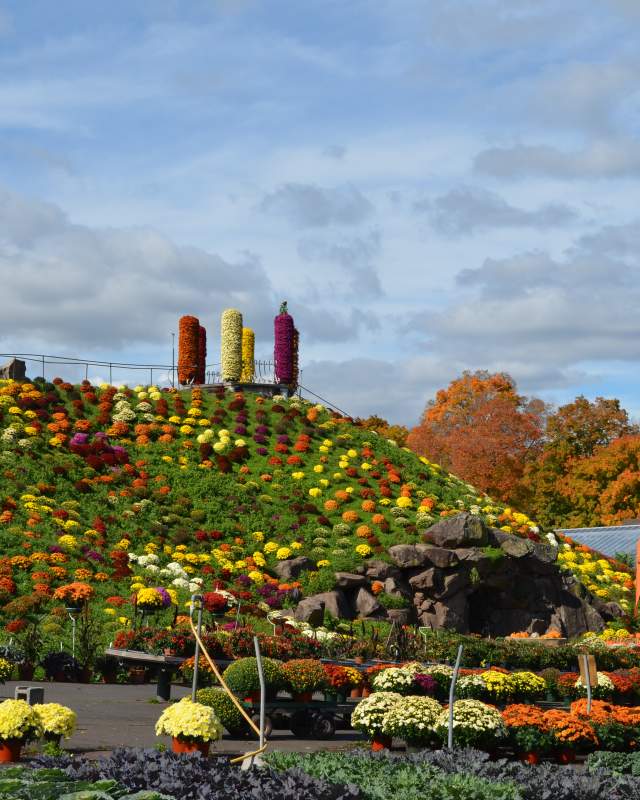 Mum hill at Otts Exotic plants 2015 fall