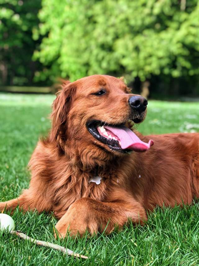 Dog