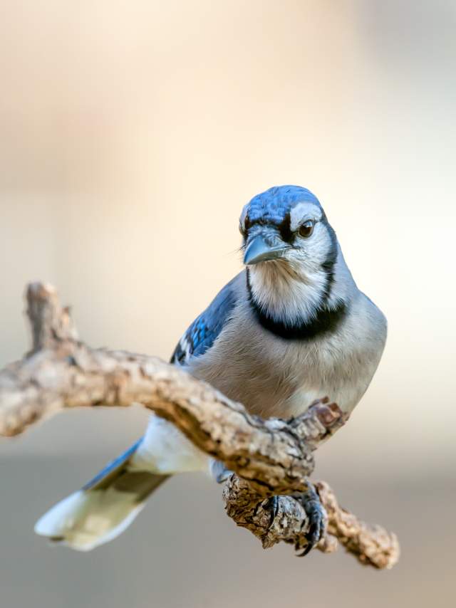 Birding