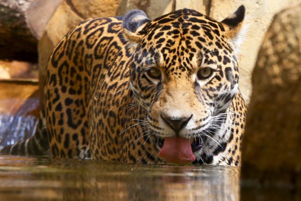 Elmwood Zoo Jaguar