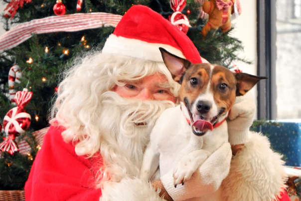 santa with dog