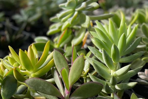 succulents at primex garden center