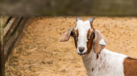 Animals at Freddy Hill Farms 2019