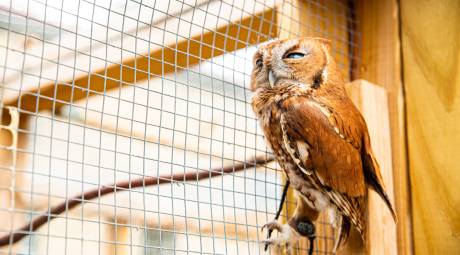 November 2019 Winter Package Social Media Promotion Monty at John James Audubon Center