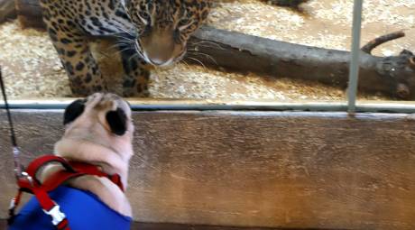 Elmwood Park Zoo is the first dog-friendly zoo in the us. As of March 2021, the zoo will welcome guests for a series of dog days and happy hours for families and their dogs