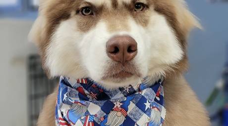 Dog at All Star Pet Grooming