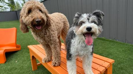 Dogs enjoy the outside area of Bark U