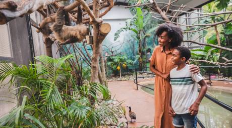 Elmwood Park Zoo Sloth