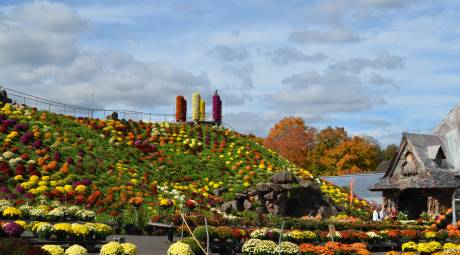 Mum hill at Otts Exotic plants 2015 fall