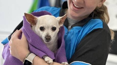 Chihuahua at Doggy Daydreamz