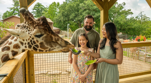 Family feed a giraffe lettuce at the Elmwood Park Zoo