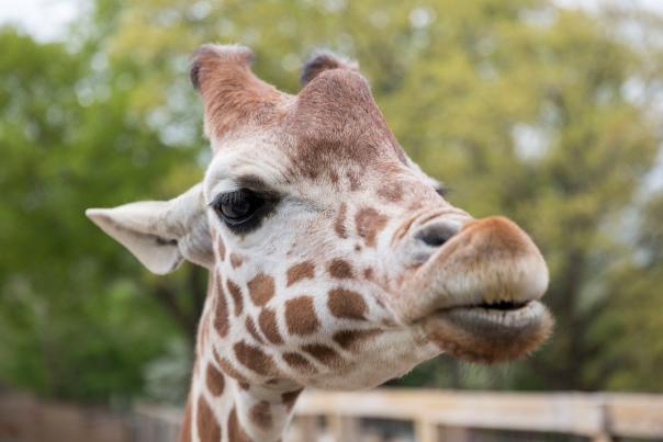 May 2019 Filming for the summer tv campaign at the Elmwood Park Zoo
