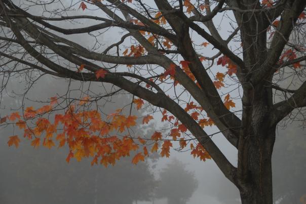 FALL VFNHP