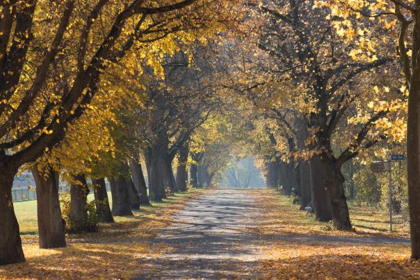 Fall Header