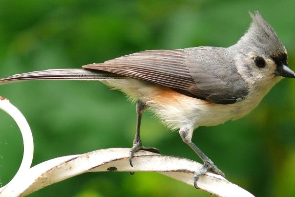 JJA bird