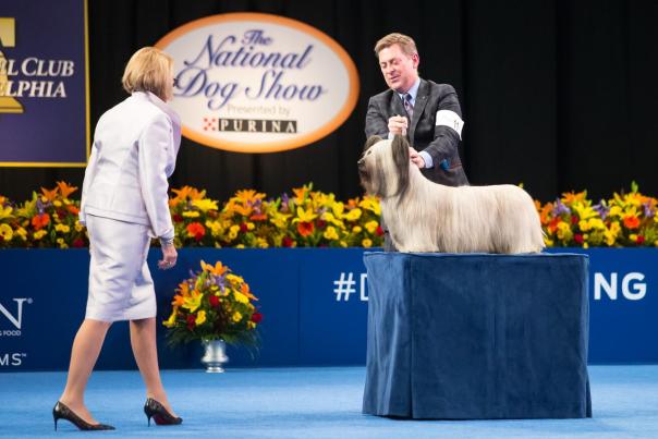 Dog Show
