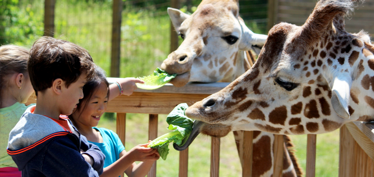Elmwood Zoo Giraffe