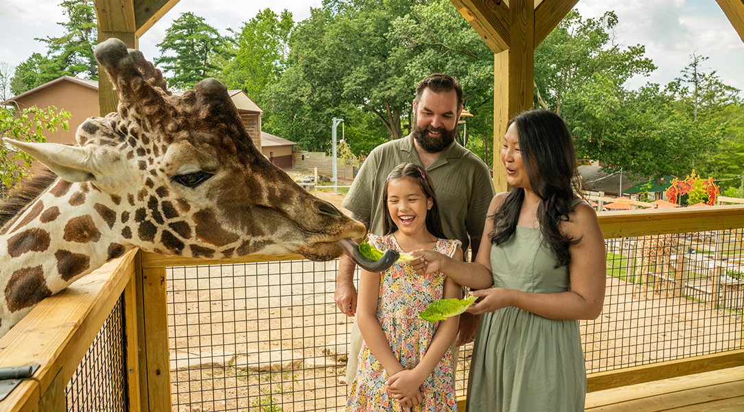 Family feed a giraffe lettuce at the Elmwood Park Zoo