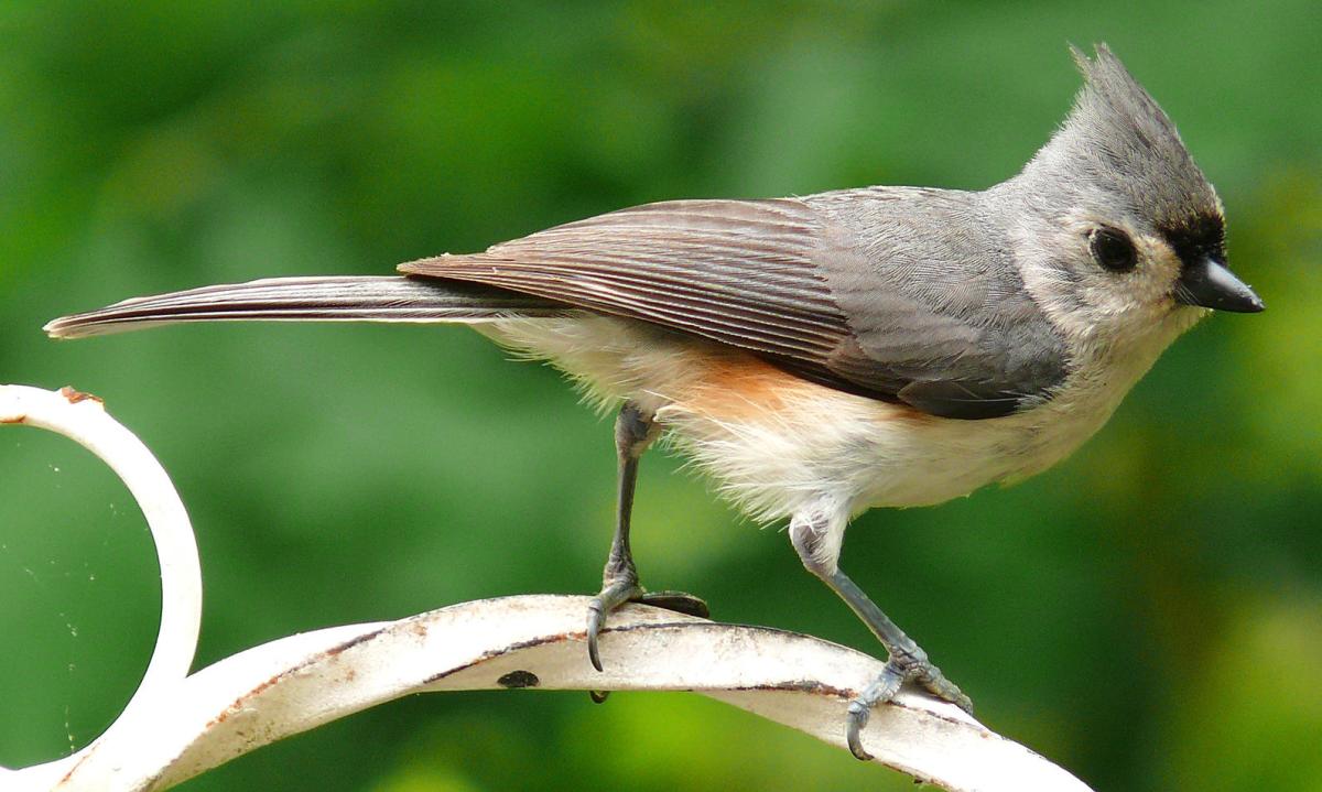 JJA bird