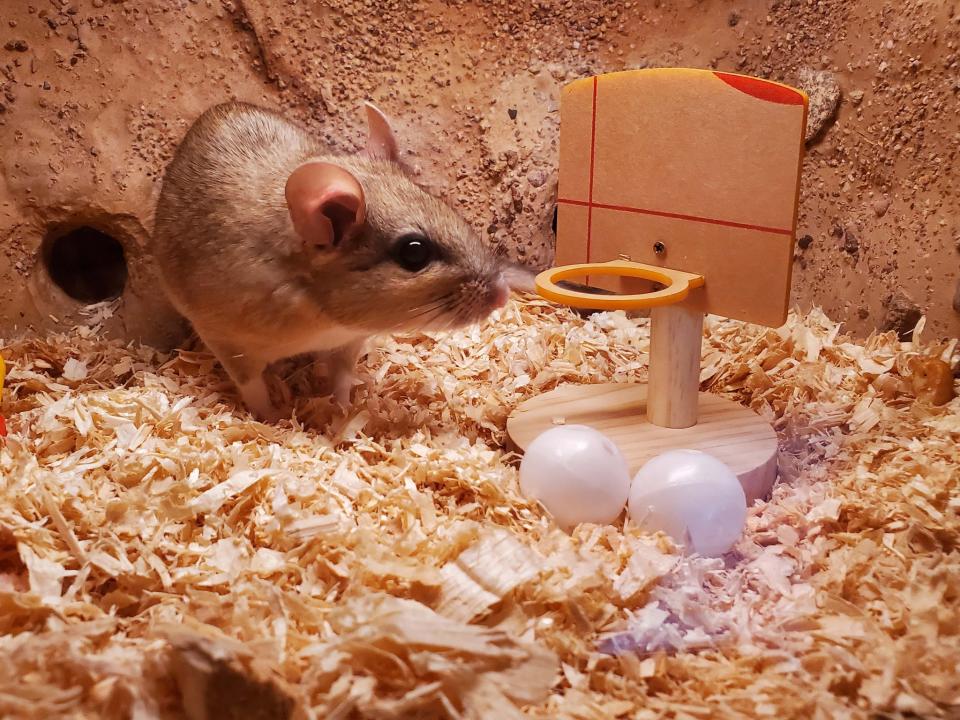 Chinchilla at Elmwood Park Zoo in a enclosure with toys