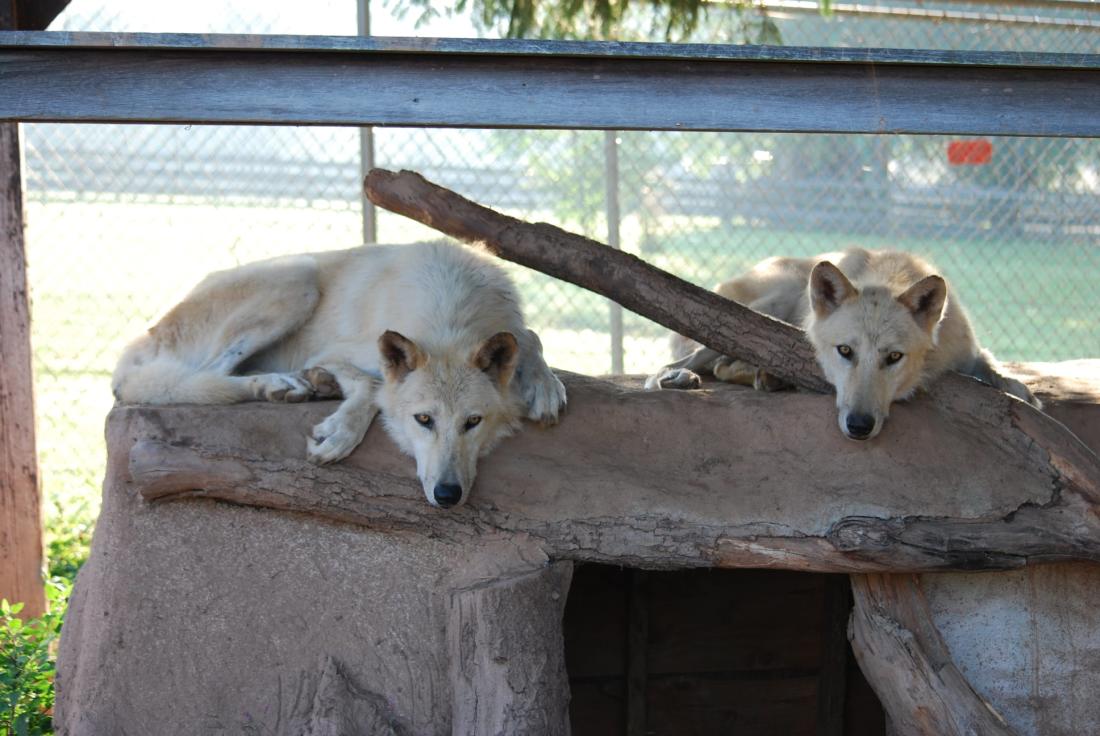 Wolves in enclosure at Upper Schuylkill Valley Park