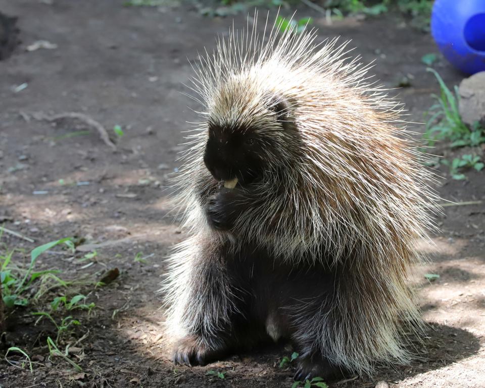 Hedgehog at Elmwood Park Zoo