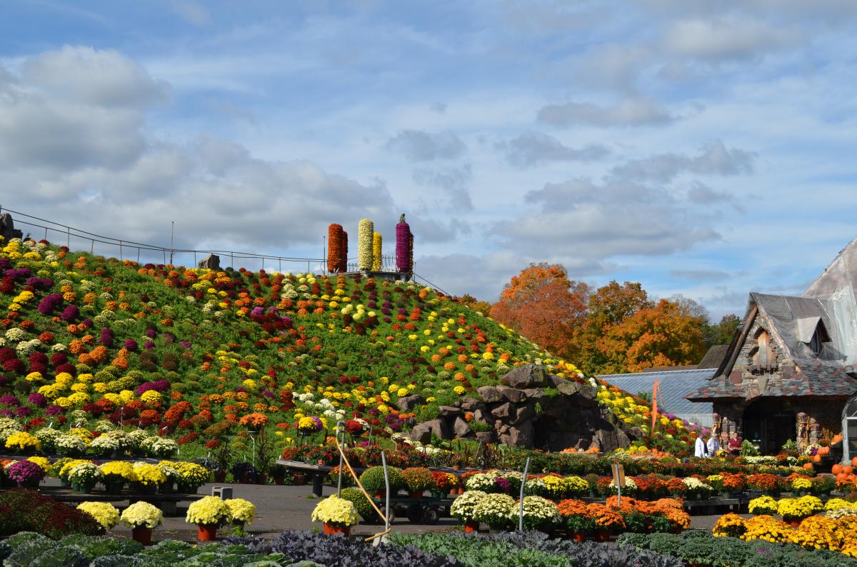 Mum hill at Otts Exotic plants 2015 fall