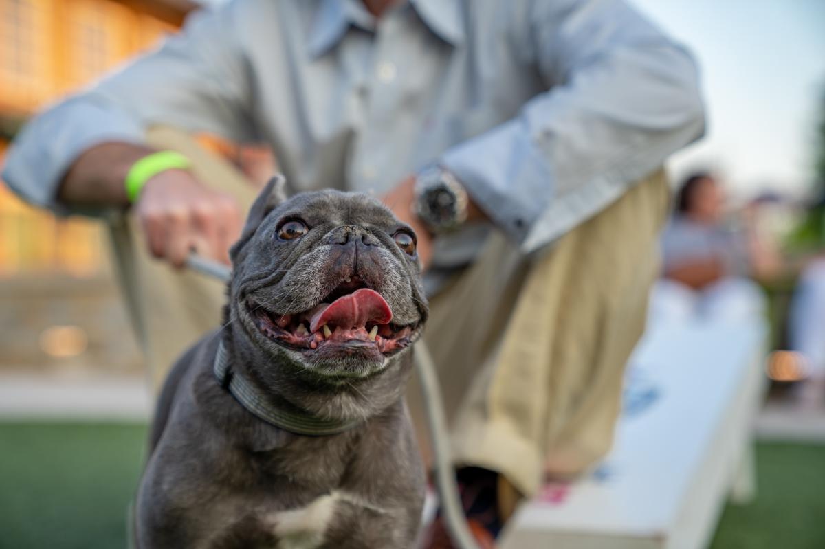 dog smiling in the KOP town center