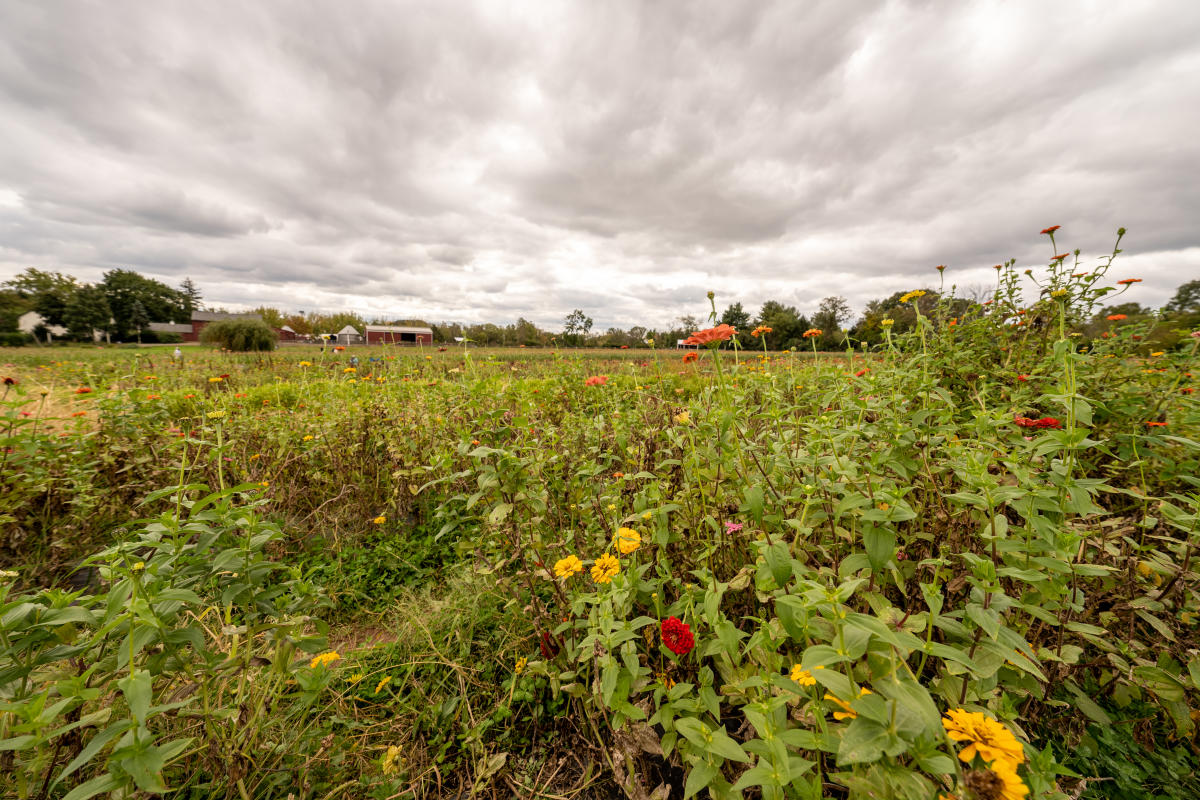 Field with flowers at Maple Acres