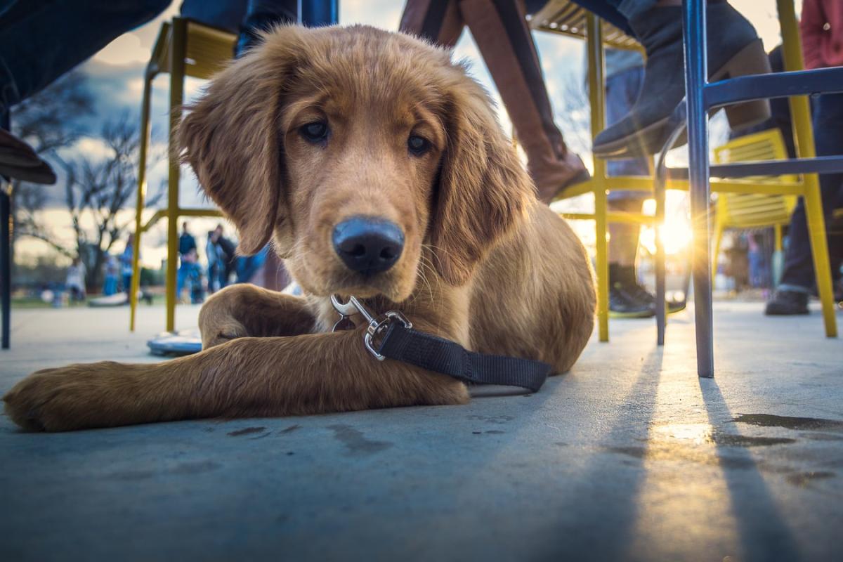dog
