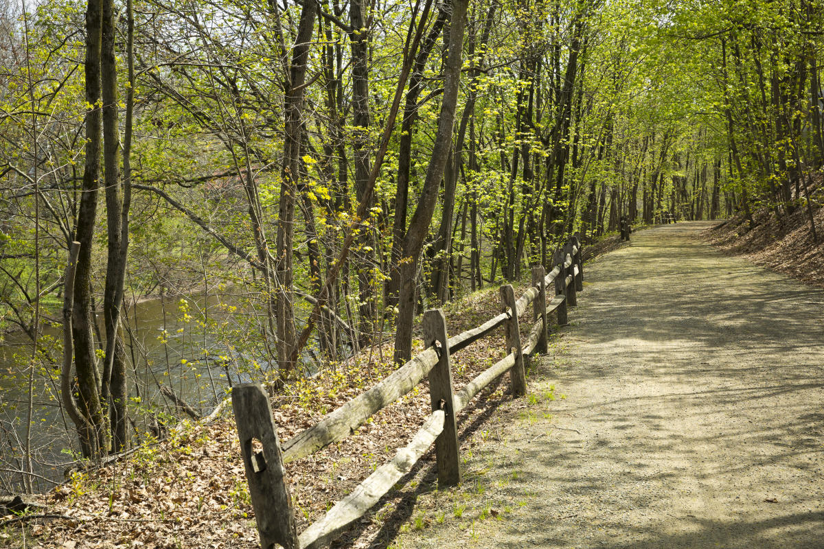 A view of the forest at the Perkiomen Trail 