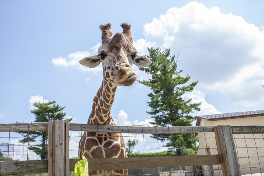 Elmwood Park Zoo