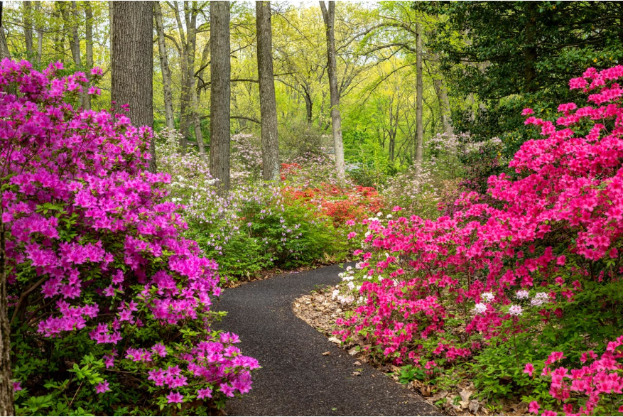 Jenkins Arboretum