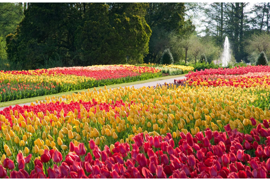 Tulips at Longwood