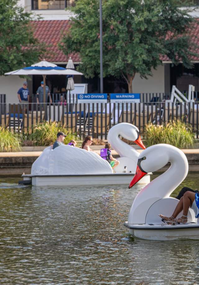 Swan Pedalboat