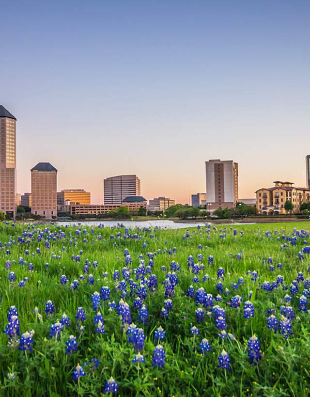 Bluebonnet Skyline