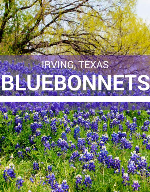 A field of bluebonnets in Irving, Texas