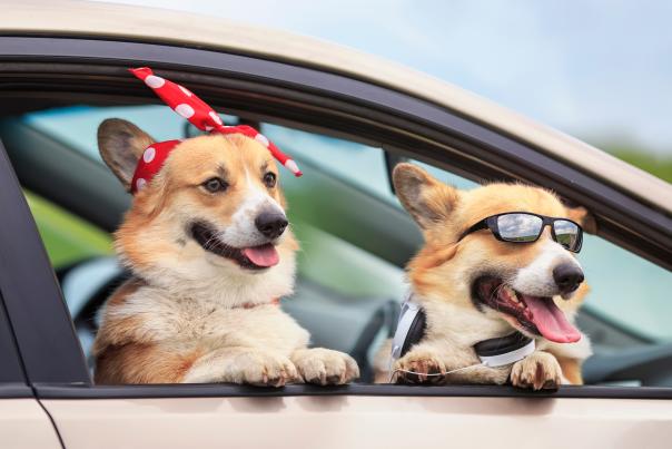 Two Corgis in a car playing dress-up with the car window rolled down.
