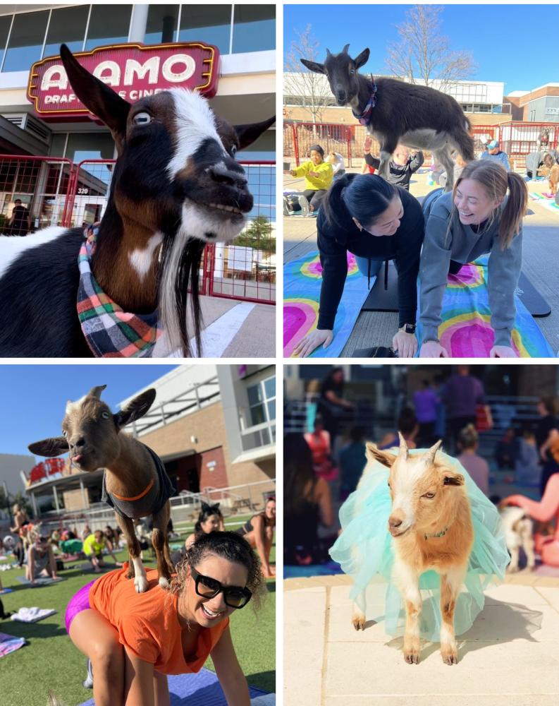 Goat Yoga collage