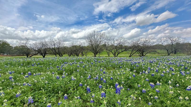 Cottonwood Creek Park Bluebonnets