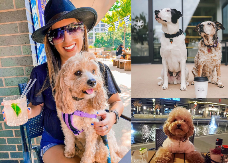 Water Street Puppy Patios