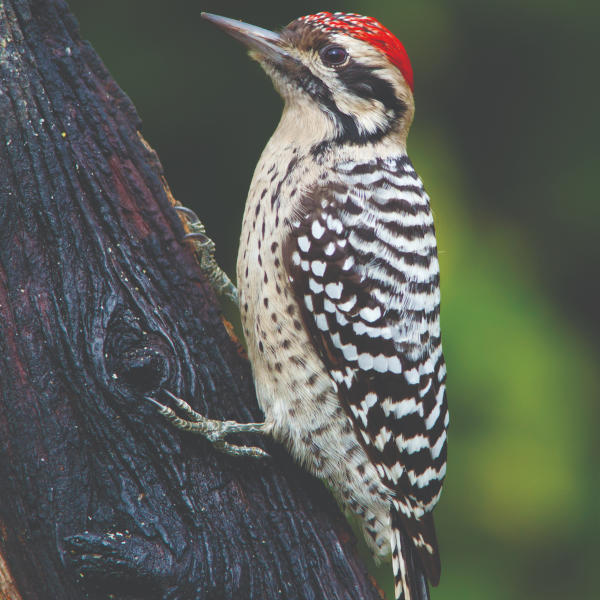 Located at North Lake Ranch Park
