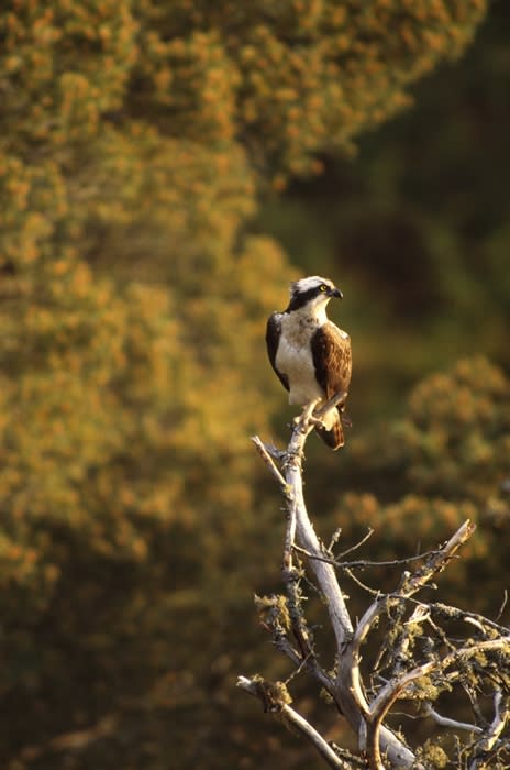 Osprey & Heathland Bird Guided Walk at RSPB Arne - Visit Dorset