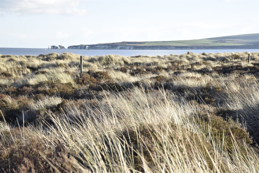 Studland Bay: Family Neurodivergent Nature Walk