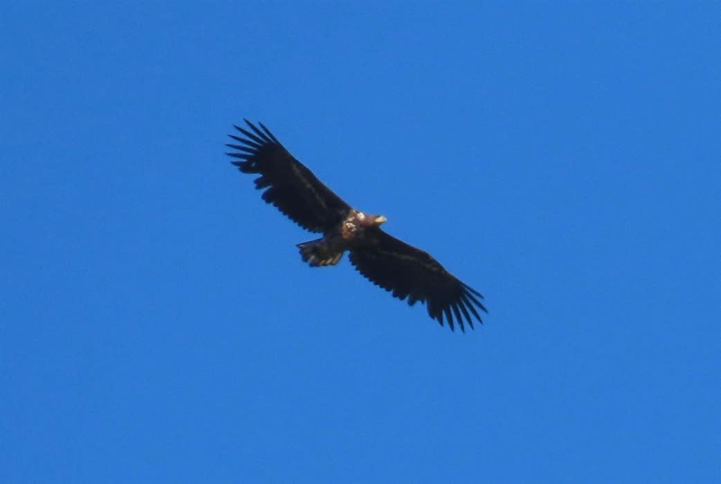 Weymouth and Portland: Birds and Wildlife on the Bay